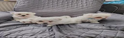 Maltese dogs for sale: Pure Maltese puppies❤️💙 - Advert 7