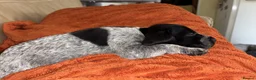 German Shorthaired Pointer dogs for sale: German Shorthaired Pointer - Advert 15
