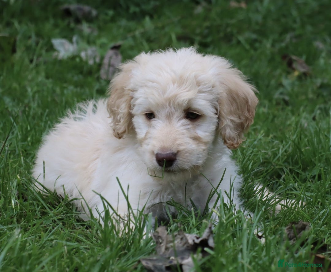 Labradoodle dogs for sale: Lovely Labradoodle Puppies Licenced Breeder - Image 36