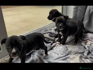 Staffordshire Bull Terrier dogs Last 3 of our litter - Advert 6