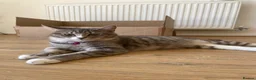 Siberian cats for sale: Siberian Girl needs a Home - Advert 6