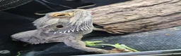 Bearded Dragon reptiles for sale: Male Bearded dragon  - Advert 4