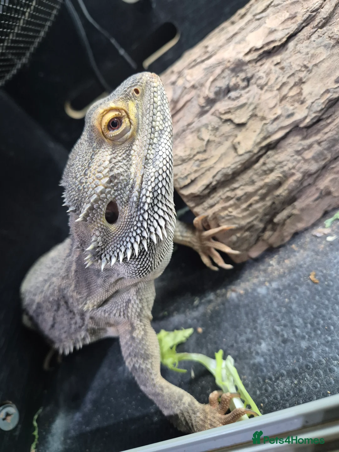 Bearded Dragon reptiles for sale: Male Bearded dragon  - Advert 4