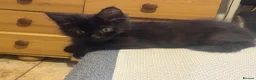 Mixed Breed cats for sale: Norwegian first cat X Russian Blue £200!! - Advert 7