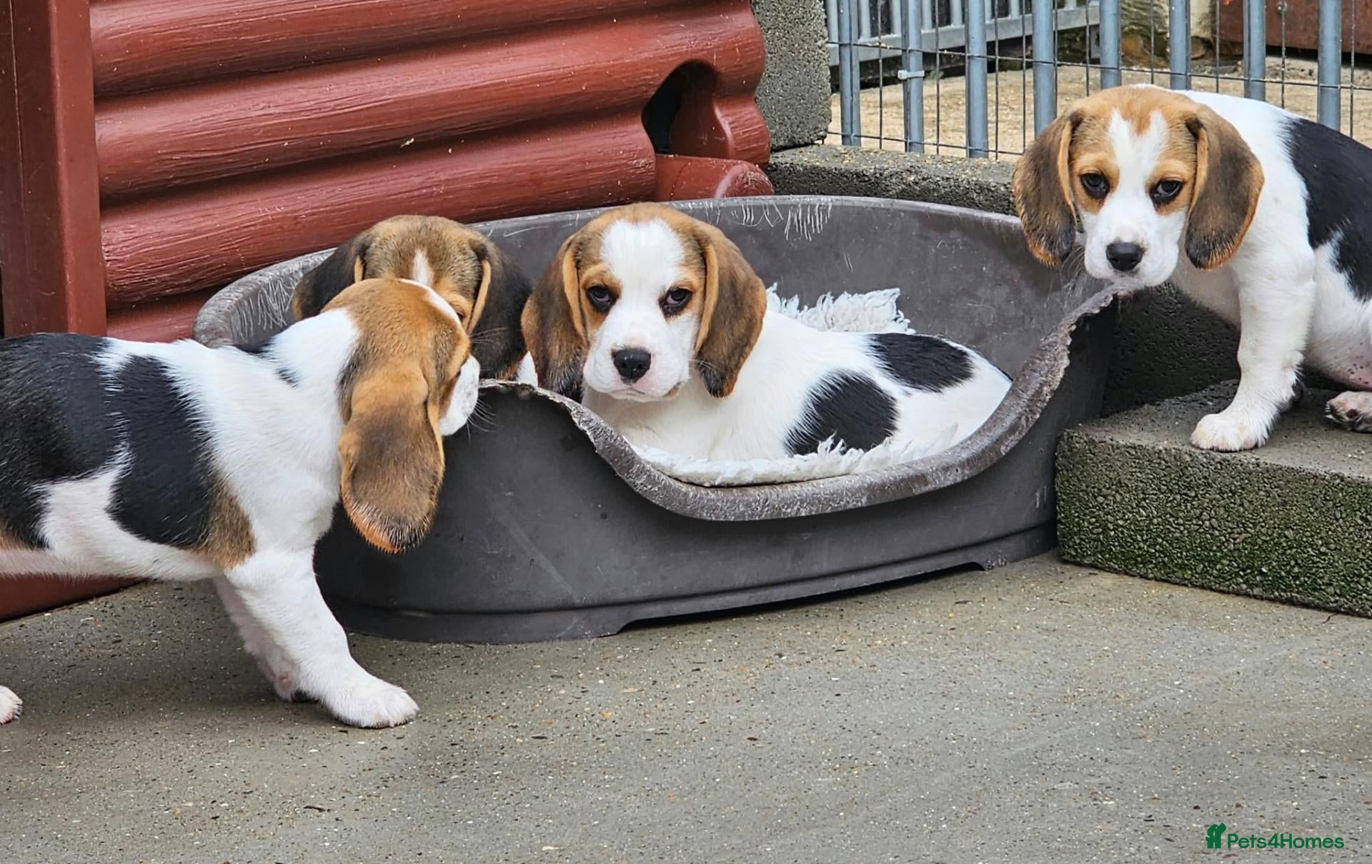 Beagle dogs Stunning Litter of KC Registered Beagle Pups  - Advert 2