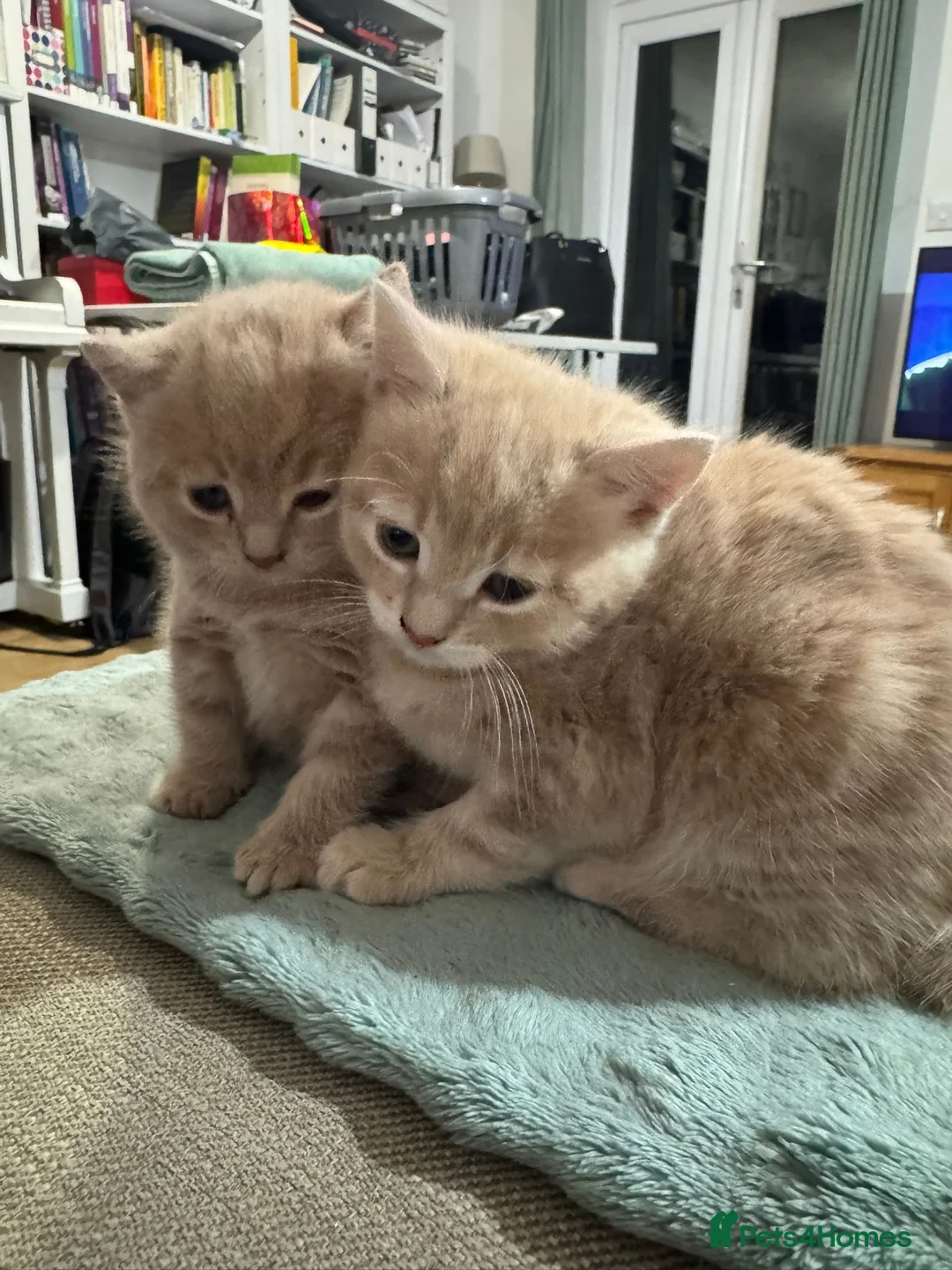 Domestic Shorthair cats for sale: 2 adorable mink ragdoll cross girls - Advert 1