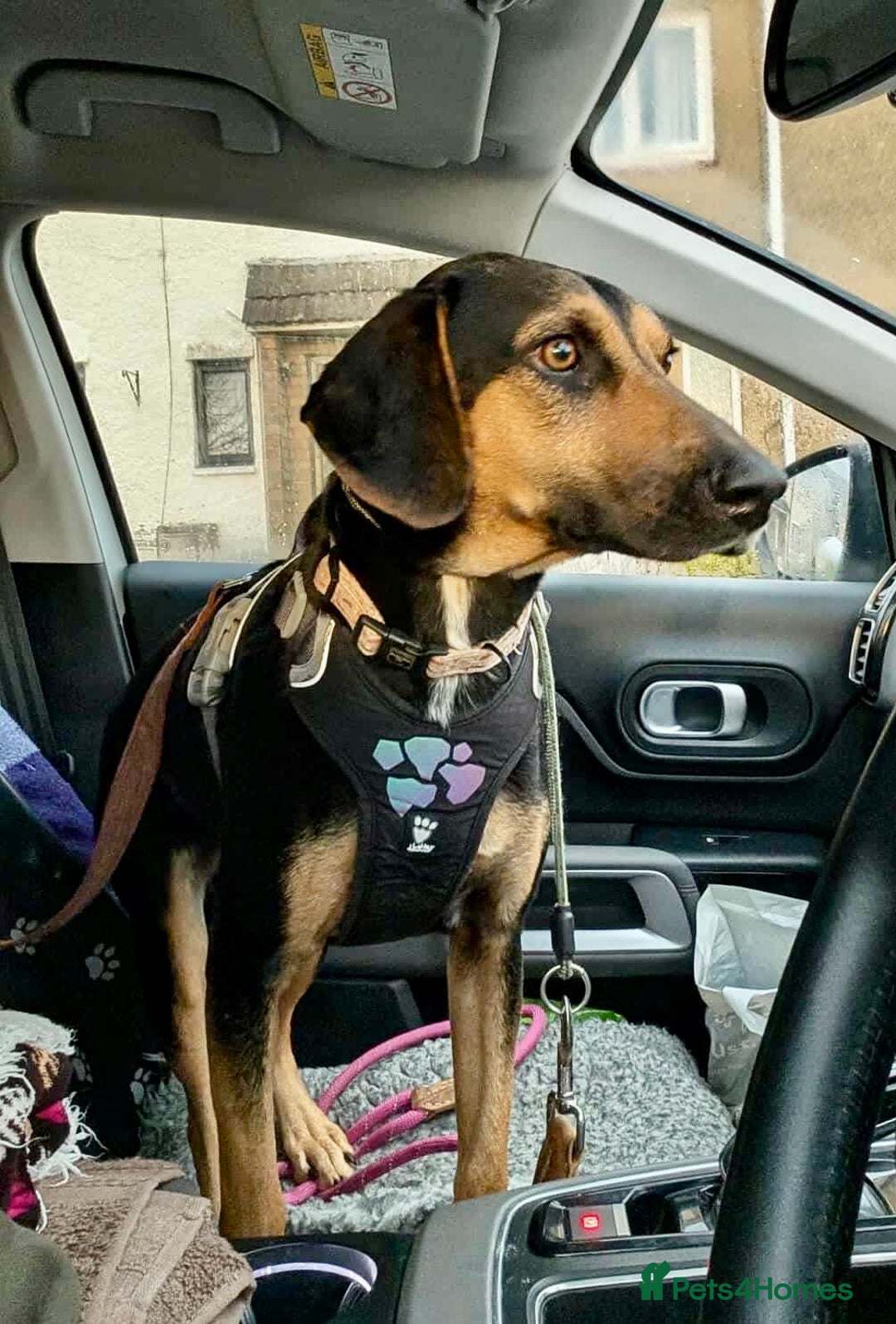 Mixed Breed dogs for adoption: ❤️ Deuce This beautiful soul has come so far… ❤️ - Advert 5