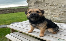 Border Terrier dogs for stud: Border terrier for Stud *SLEM clear* in Northallerton - Image 7