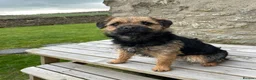 Border Terrier dogs for stud: Border terrier for Stud *SLEM clear* in Northallerton - Advert 8