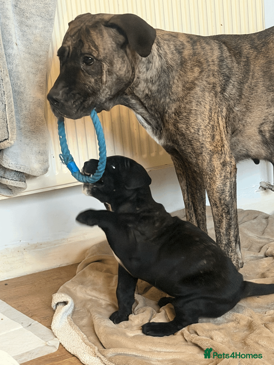 Presa Canario dogs for sale: 1 Male and 1 Female Quality Presa Canario Puppies in Solihull - Advert 7