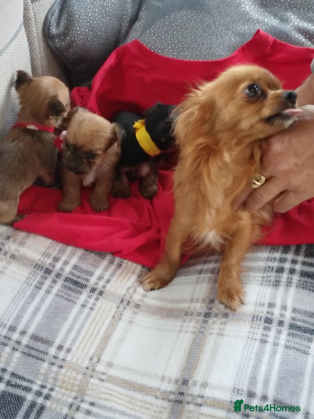 Chorkie dogs for sale: Chihuahua  Cross Yorkshire  - Image 17