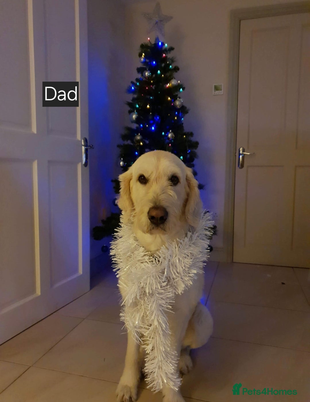 Goldendoodle dogs for sale: Goldendoodle retriever  - Image 26