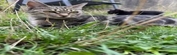 Mixed Breed cats for sale: 5 beautiful kittens males  - Advert 1