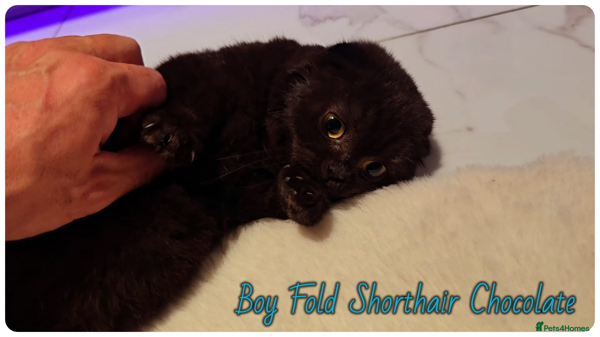 Scottish Fold cats Scottish fold chocolate boy - Advert 1