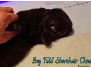 Scottish Fold cats Scottish fold chocolate boy - Advert 1