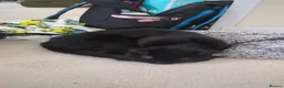 Domestic Shorthair cats for sale: Boo and cookie in Middlesbrough - Advert 2