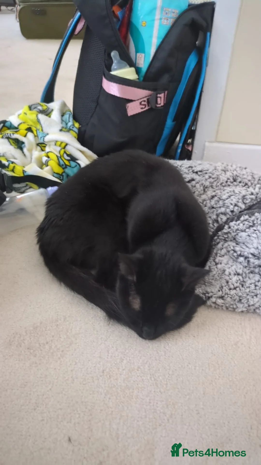 Domestic Shorthair cats for sale: Boo and cookie in Middlesbrough - Advert 2