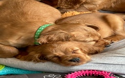 Cocker Spaniel dogs for sale: Extensively Health Tested KC Cocker Spaniels  - Image 2