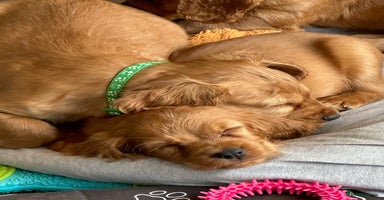 Cocker Spaniel dogs - Advert 16