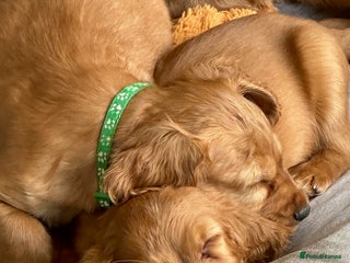 Cocker Spaniel dogs - Advert 2