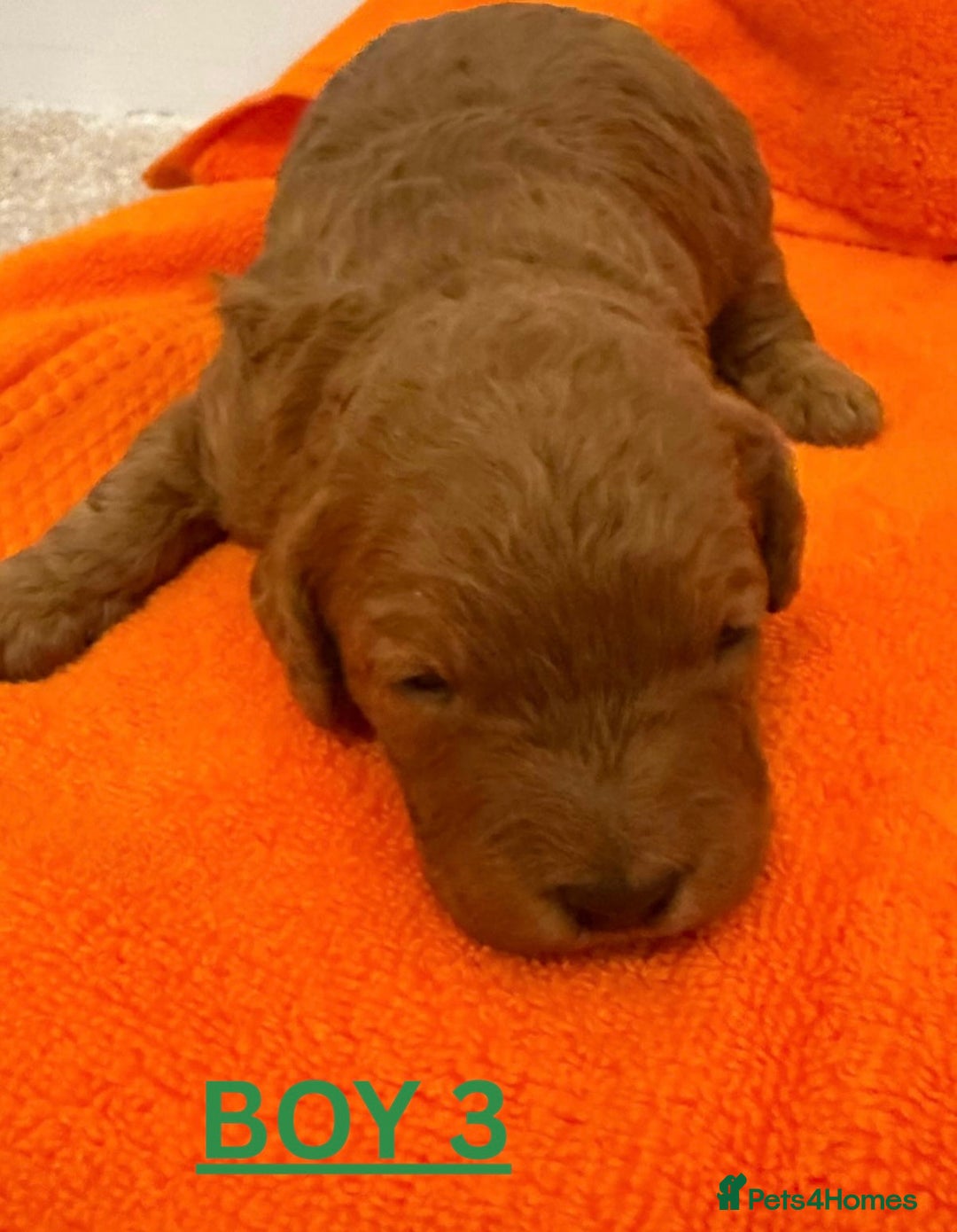 Cavapoo dogs for sale: Beautiful F1b Cavapoo's Health Tested Parents - Advert 13