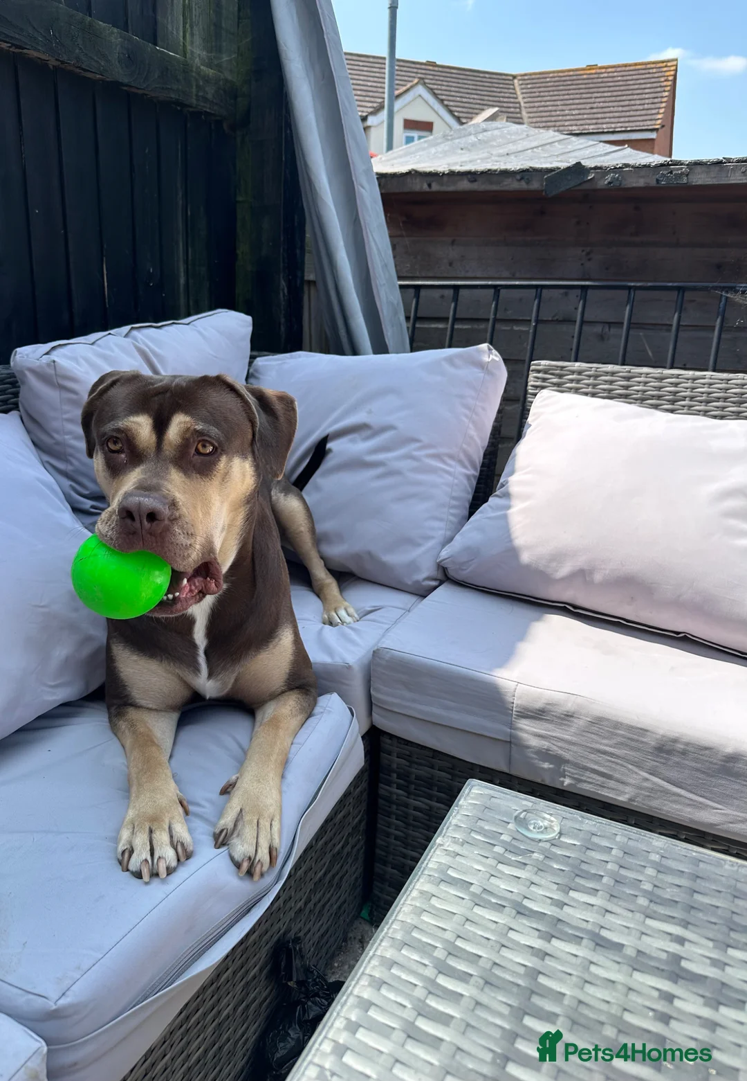 Mixed Breed dogs for sale: Female Dog  - Advert 1