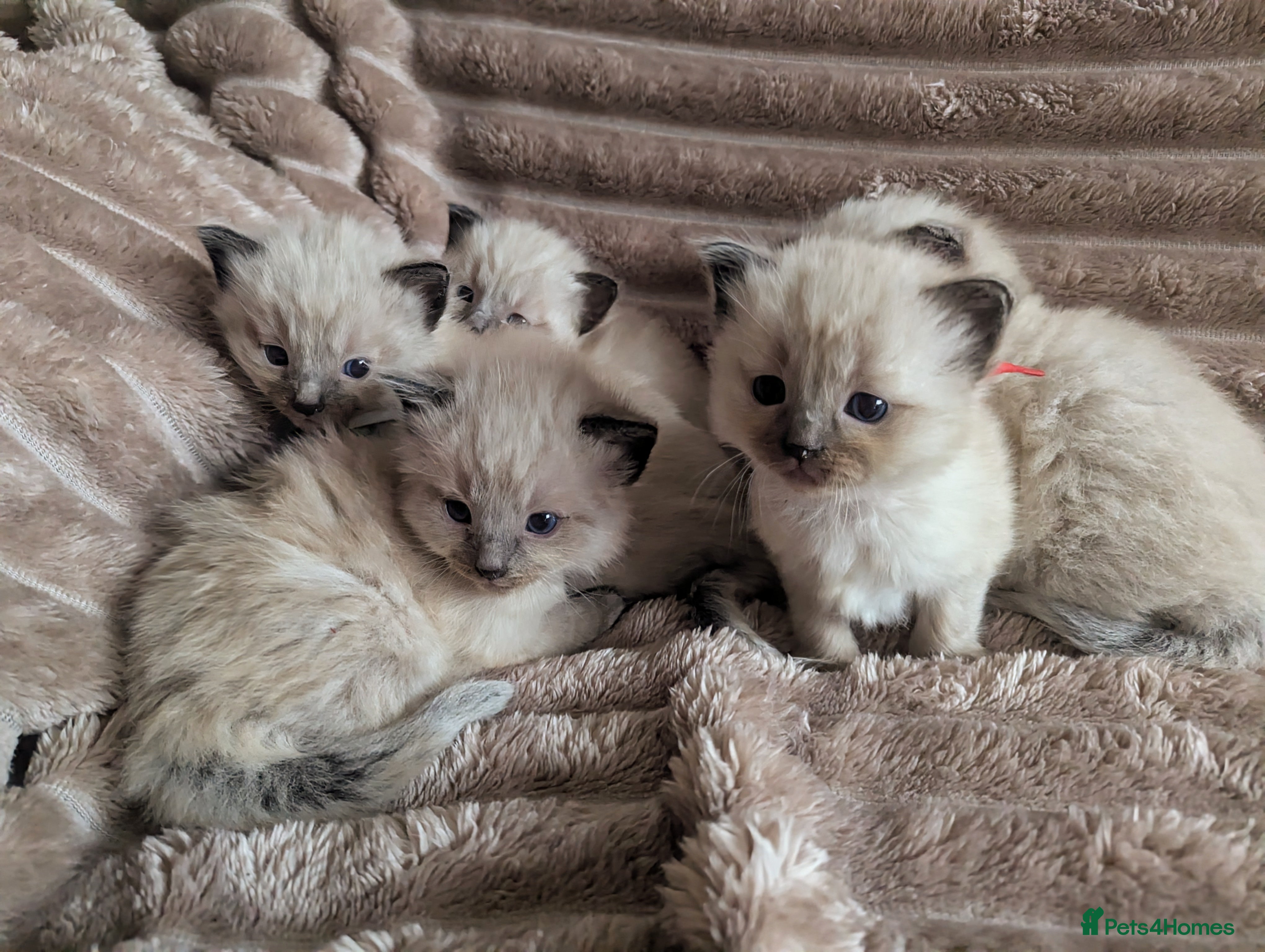 Ragdoll cats All babies have found a loving home  - Advert 16