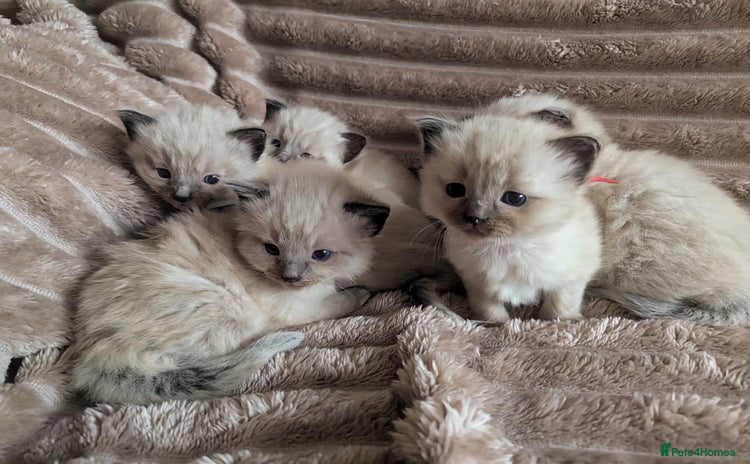Ragdoll cats - Advert 7