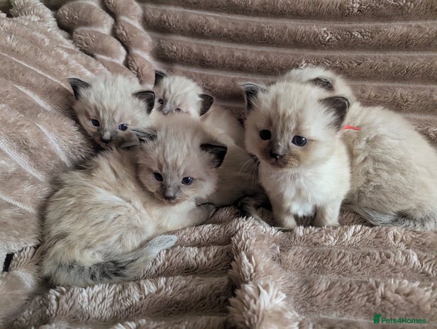 Ragdoll cats - Advert 1