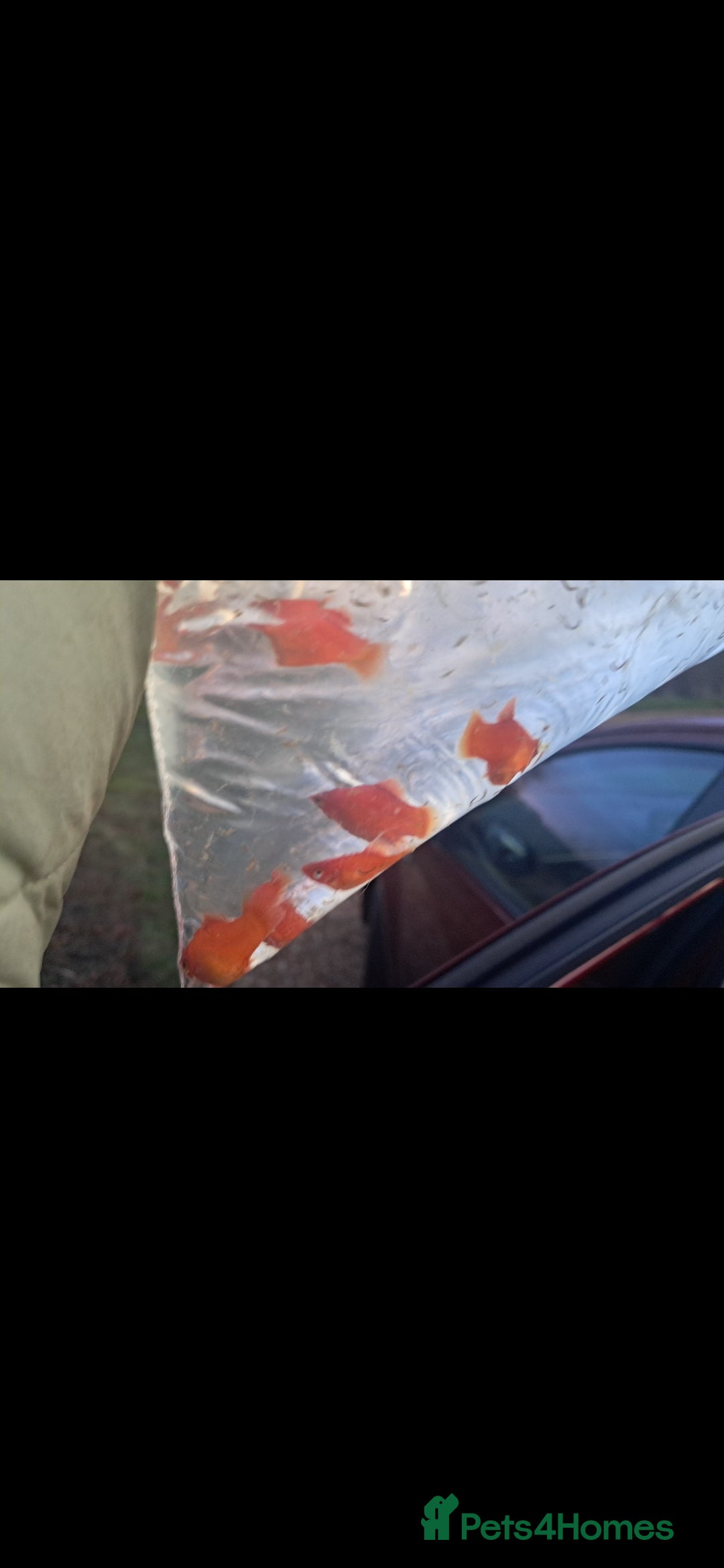 Platies fish 8 Young Red coral Platies - Advert 2