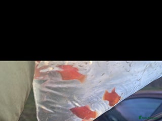 Platies fish 8 Young Red coral Platies - Advert 1