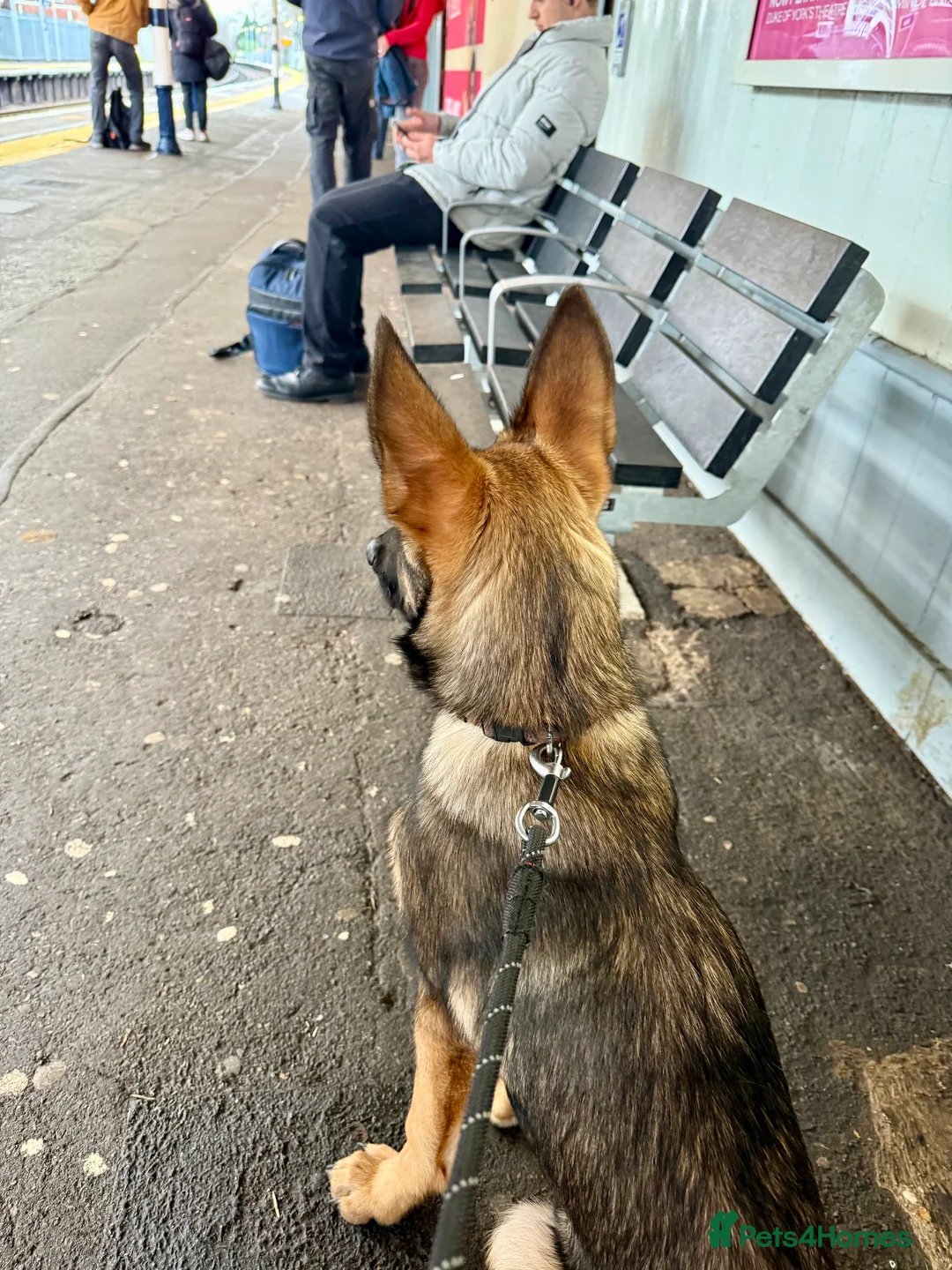 Belgian Shepherd Dog dogs for sale: Belgian Malinois puppy - London - Advert 6
