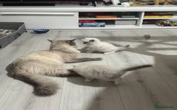 Ragdoll cats for sale: Blue Point kitten Ragdoll - Image 4