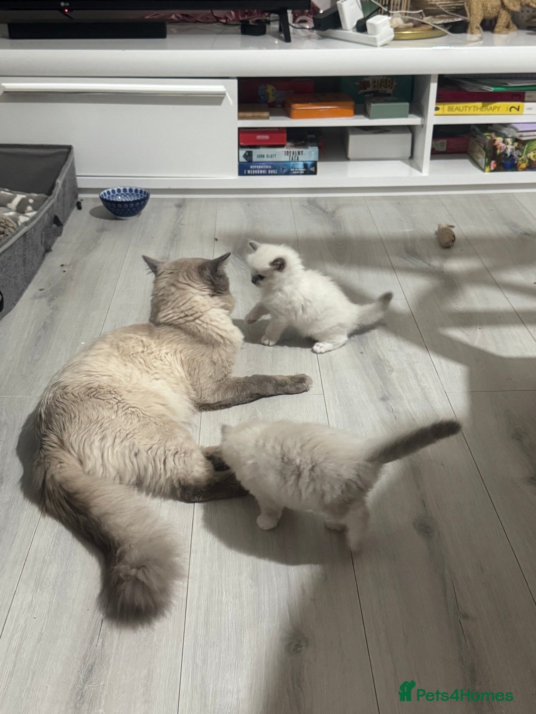 Ragdoll cats for sale: Blue Point kitten Ragdoll - Image 4