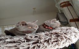 Brazilian Shorthair cats for sale: Beautiful blues Bristh short hair - Image 4