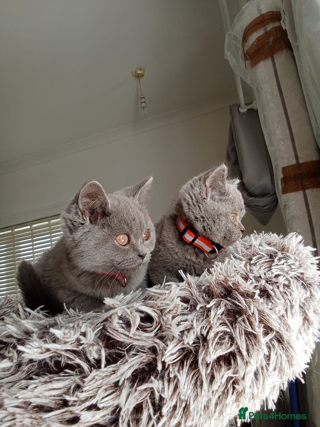 Brazilian Shorthair cats for sale: Beautiful blues Bristh short hair - Image 4