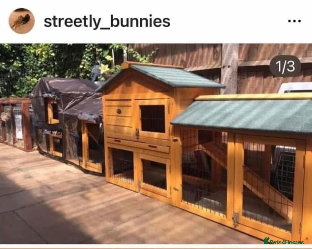 Mini Lop rabbits for sale: Mini lops  ( Est since 2014 ) - Advert 11