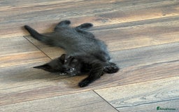 Mixed Breed cats for sale: One male and female kitten - Image 2