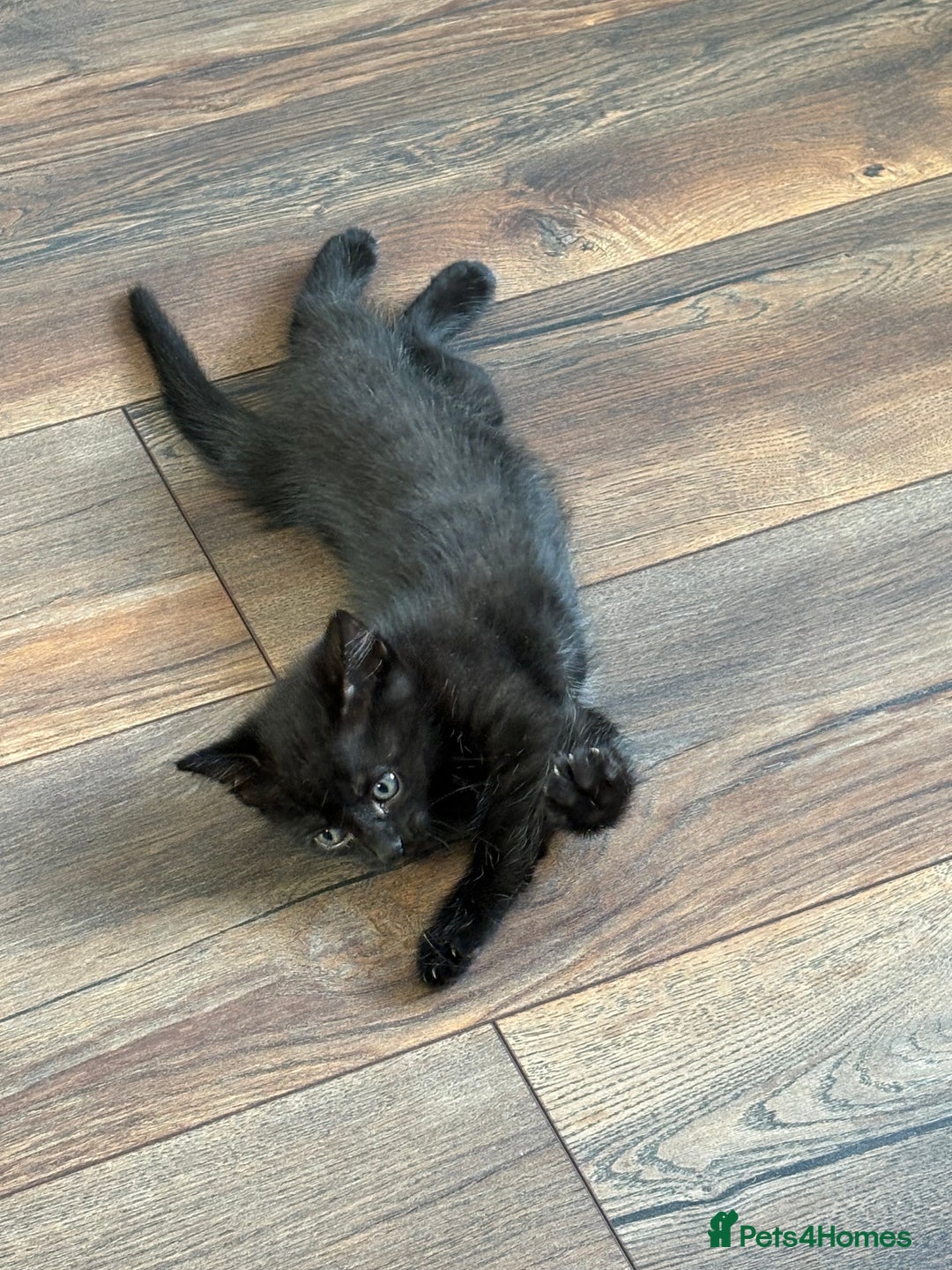 Mixed Breed cats for sale: One male and female kitten - Image 2