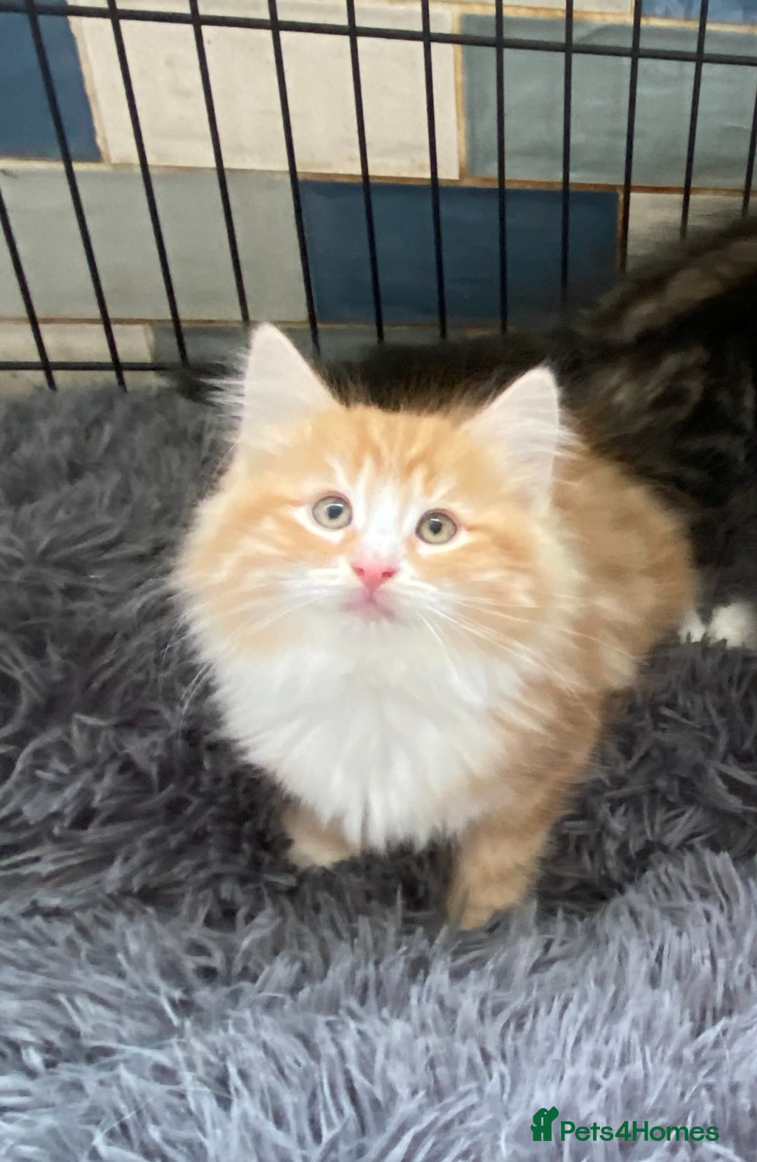 Norwegian Forest Cat cats for sale: 3 Norwegian Forrest Kittens - Image 8
