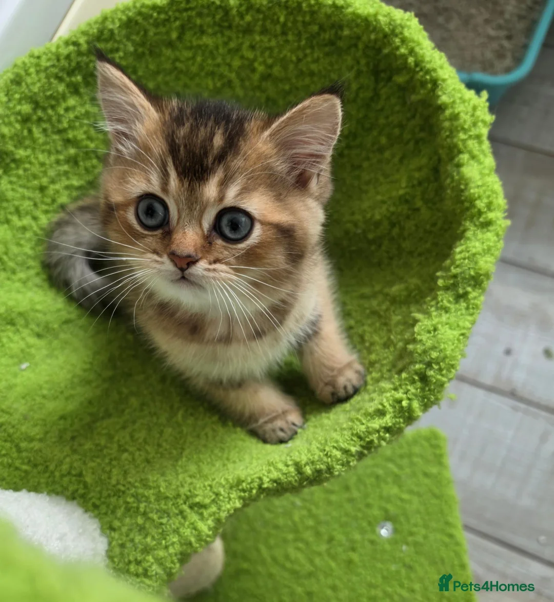 British Shorthair cats for sale: Amazing Golden BSH boy available  - Advert 1