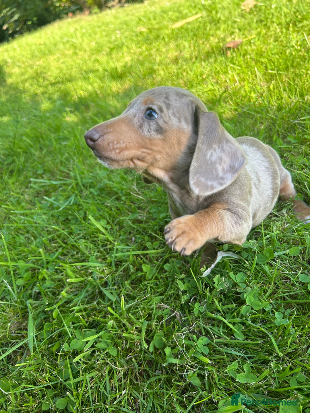 Miniature Dachshund dogs for sale: 1 BOY LEFT - Image 5