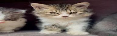 Selkirk Rex 3