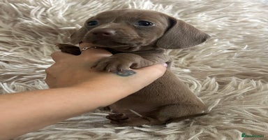 Miniature Dachshund dogs - Advert 3