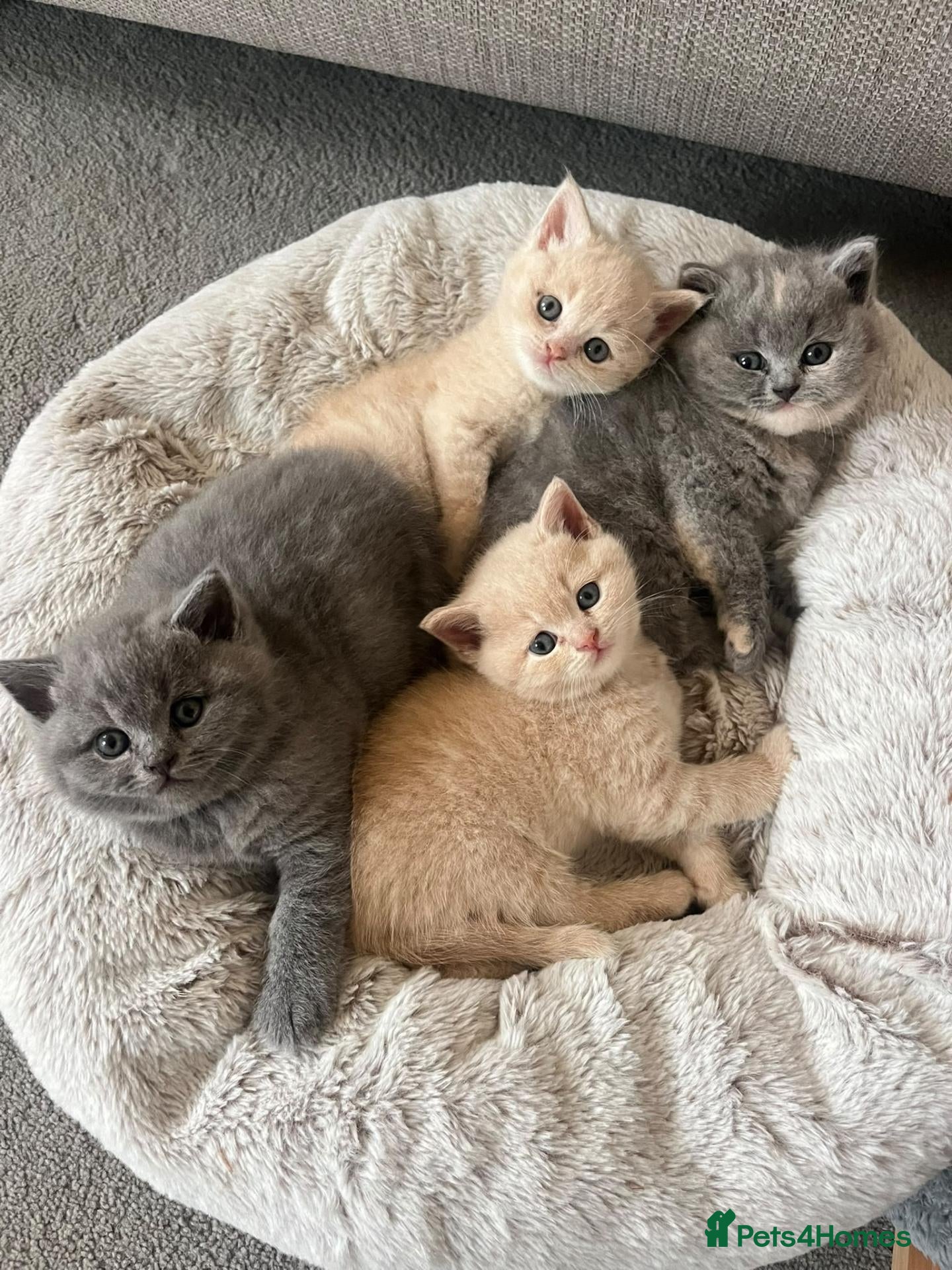 British Shorthair cats BSH kittens - Advert 4