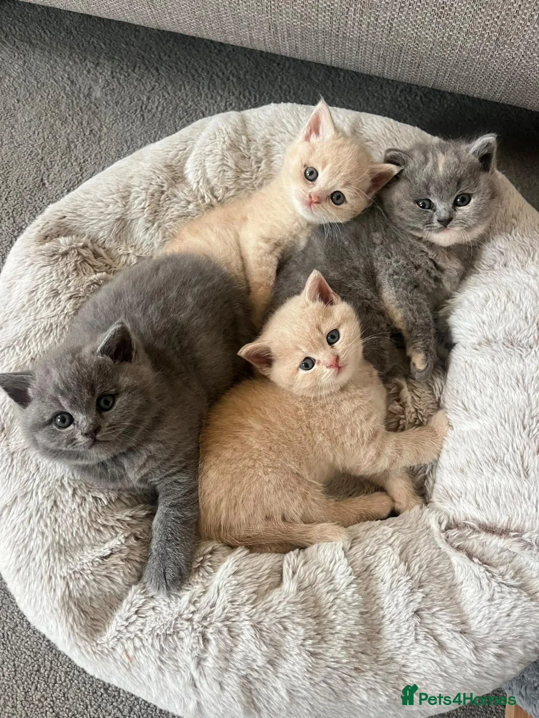 British Shorthair cats for sale: BSH kittens in Camborne - Advert 1
