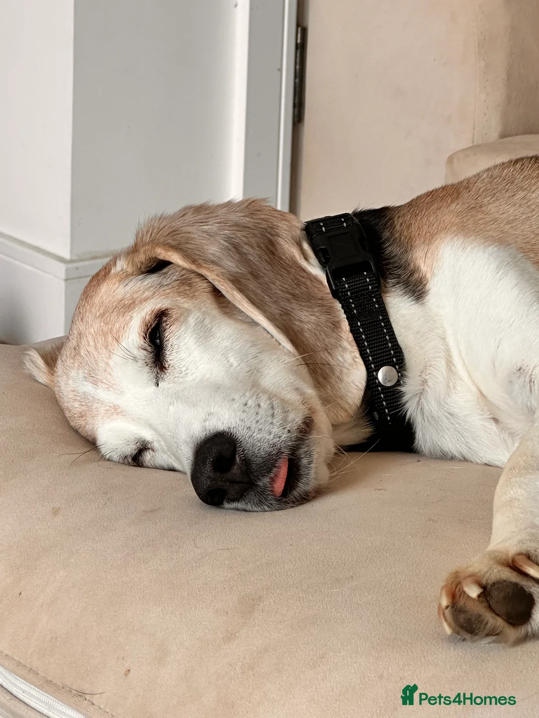 Beagle dogs for adoption: Sam needs a perfect retirement home - Advert 3