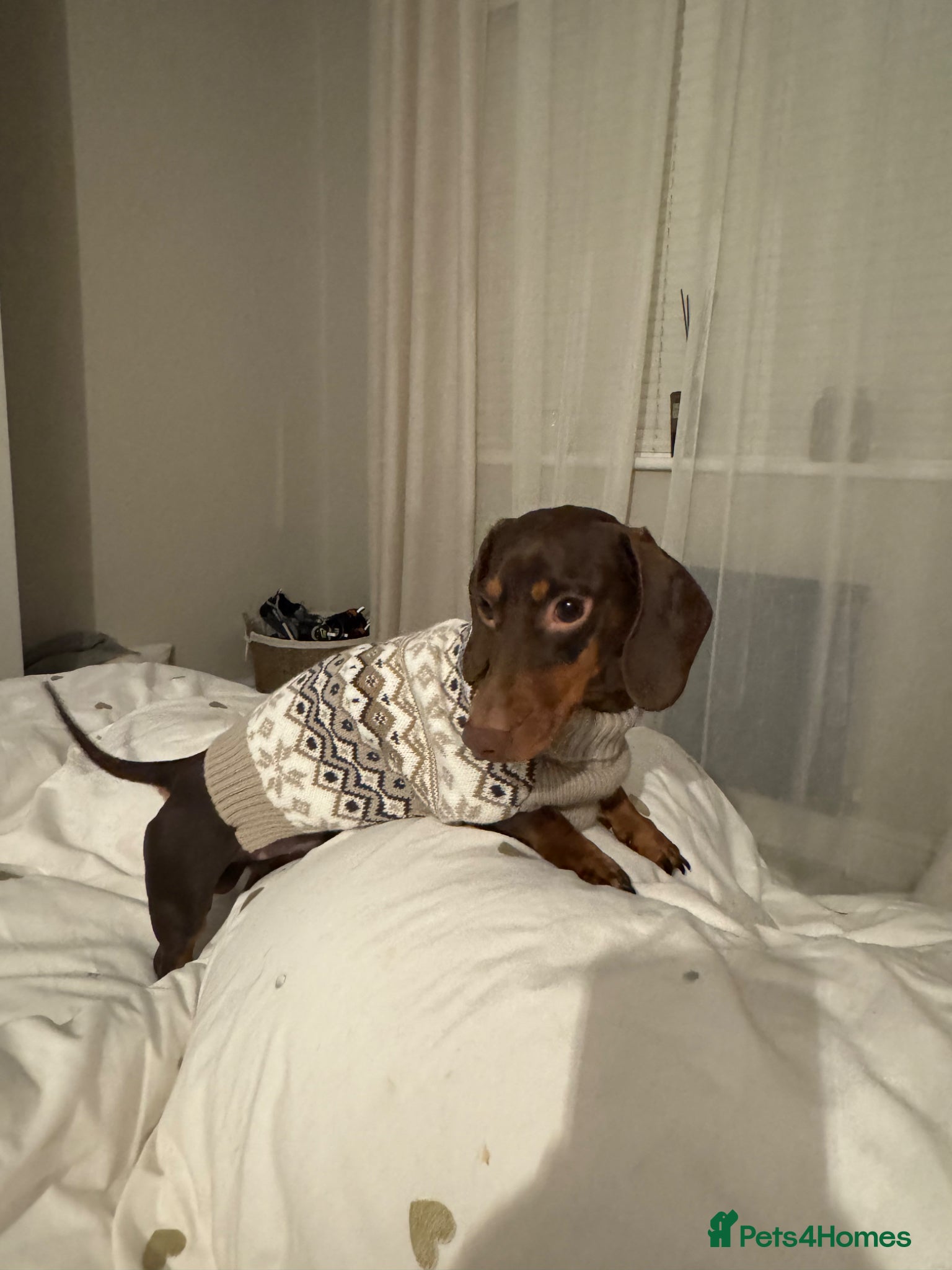 Miniature Dachshund dogs Chip  - Advert 8