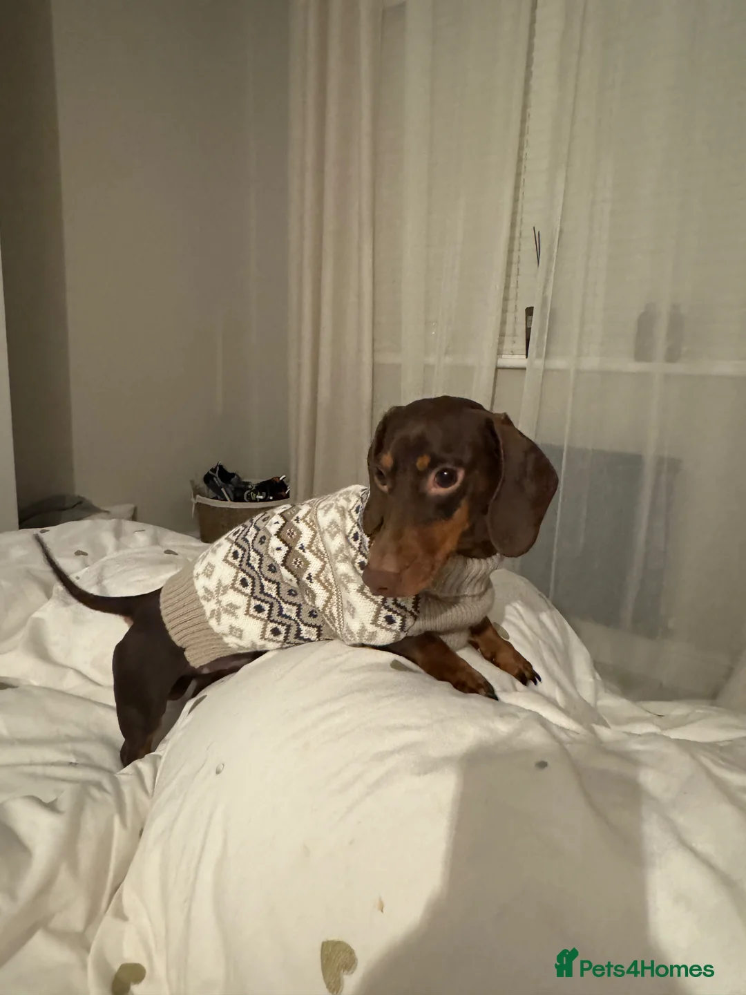 Miniature Dachshund dogs for sale: Chip  in Bolton - Advert 1