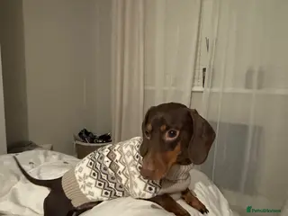 Miniature Dachshund dogs Chip - Advert 18